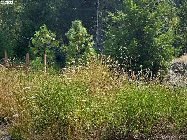 a close up of a plant in a garden