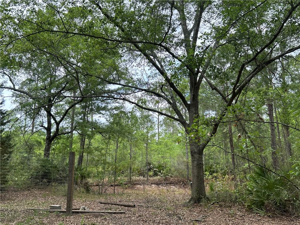 114 Jones Road Hortense, GA 31543 - Photo 22 of 25 a view of a forest filled with trees