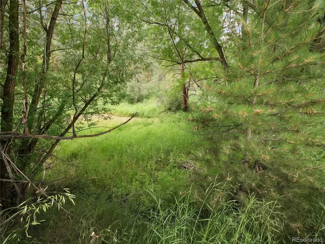 a view of a yard with a tree