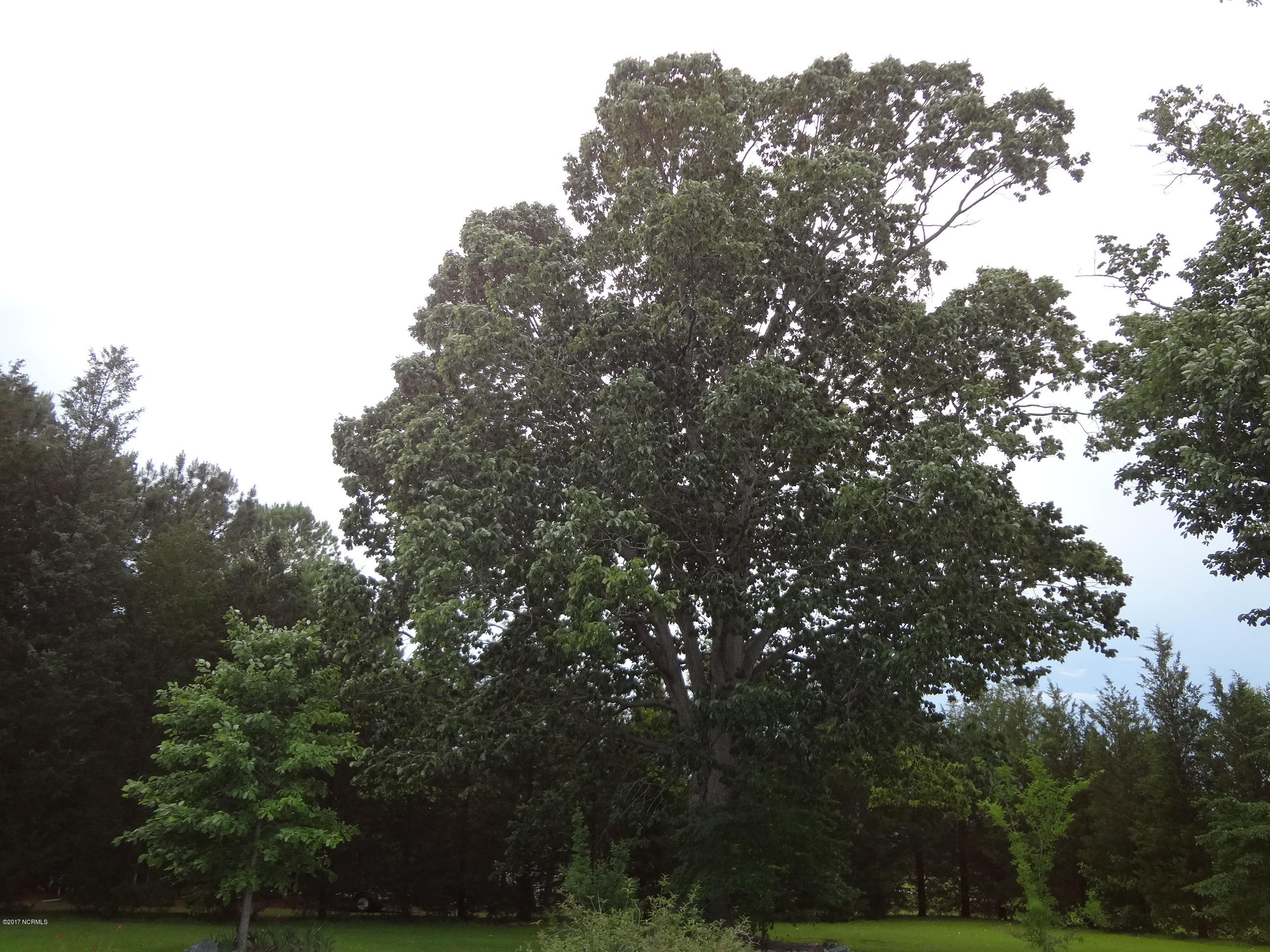 5726 Reedy Branch Road Winterville, NC 28590 - Photo 17 of 89 DSC02972