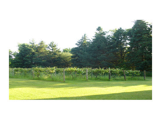 15236 Prairie Road South Beloit, IL 61080 - Photo 11 of 11 a picture of a yard with a tree