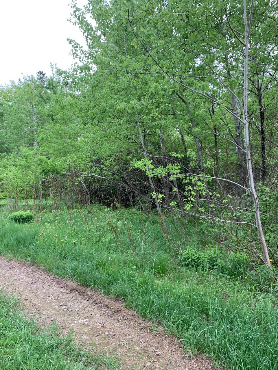 0 Evergreen Cemetery Access Road Clinton, ME 04927 - Photo 5 of 6 Land