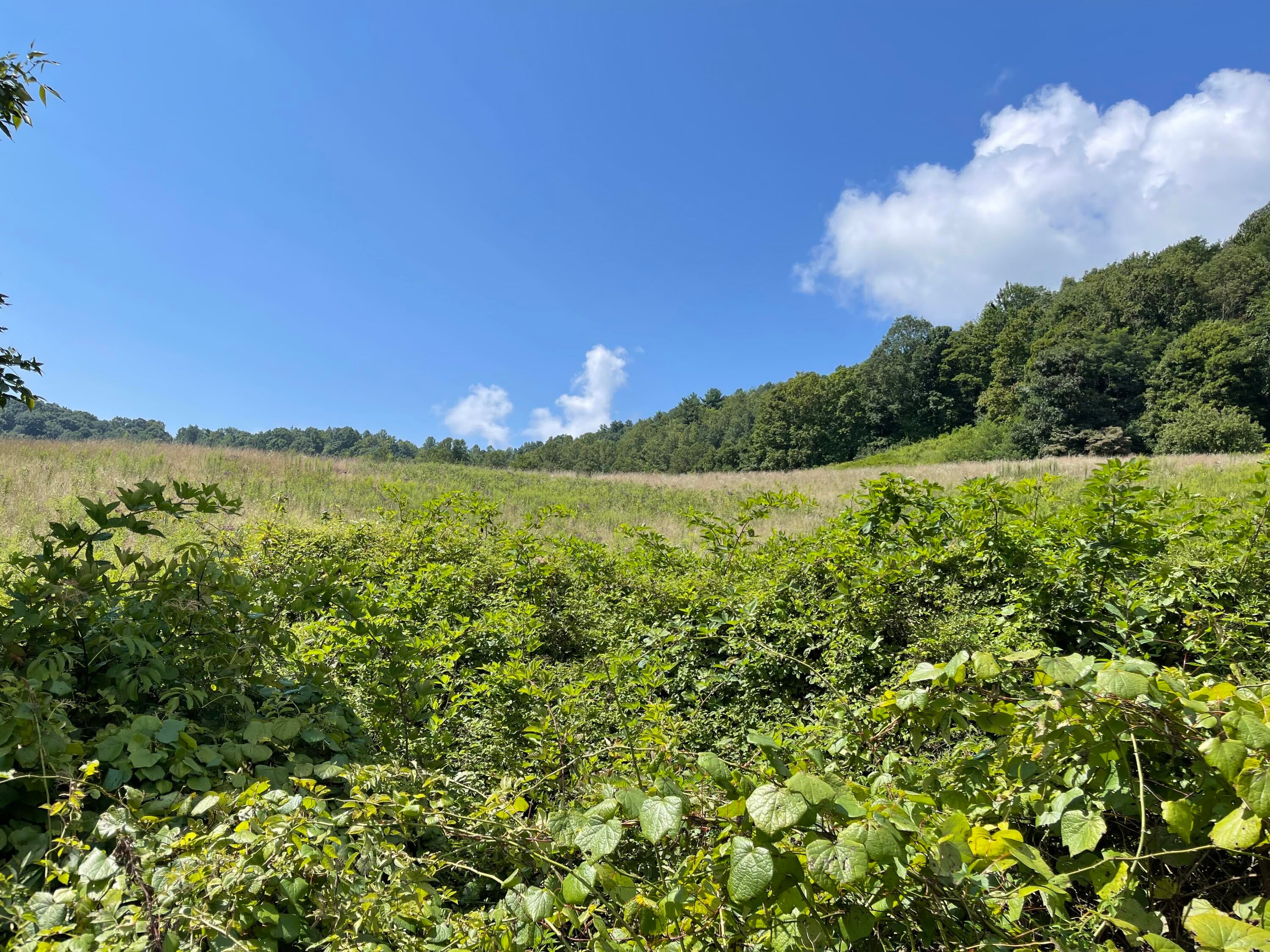 Ward Bench Road Sandstone, WV 25985 - Photo 32 of 92 Gallery Image 32