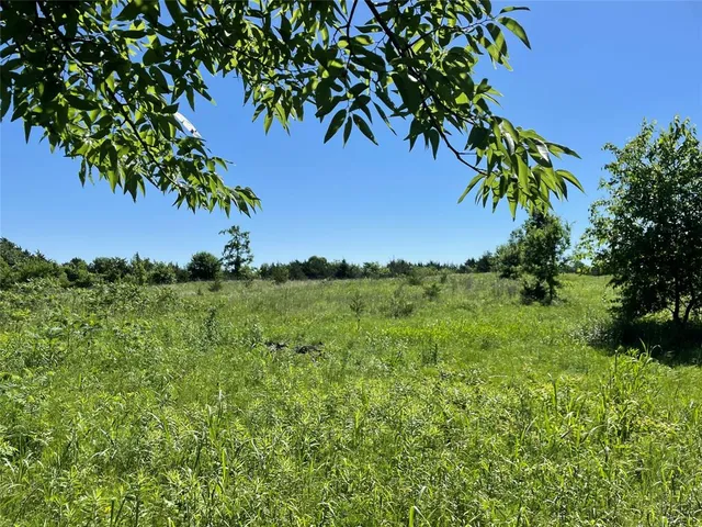 a view of a lush green forest