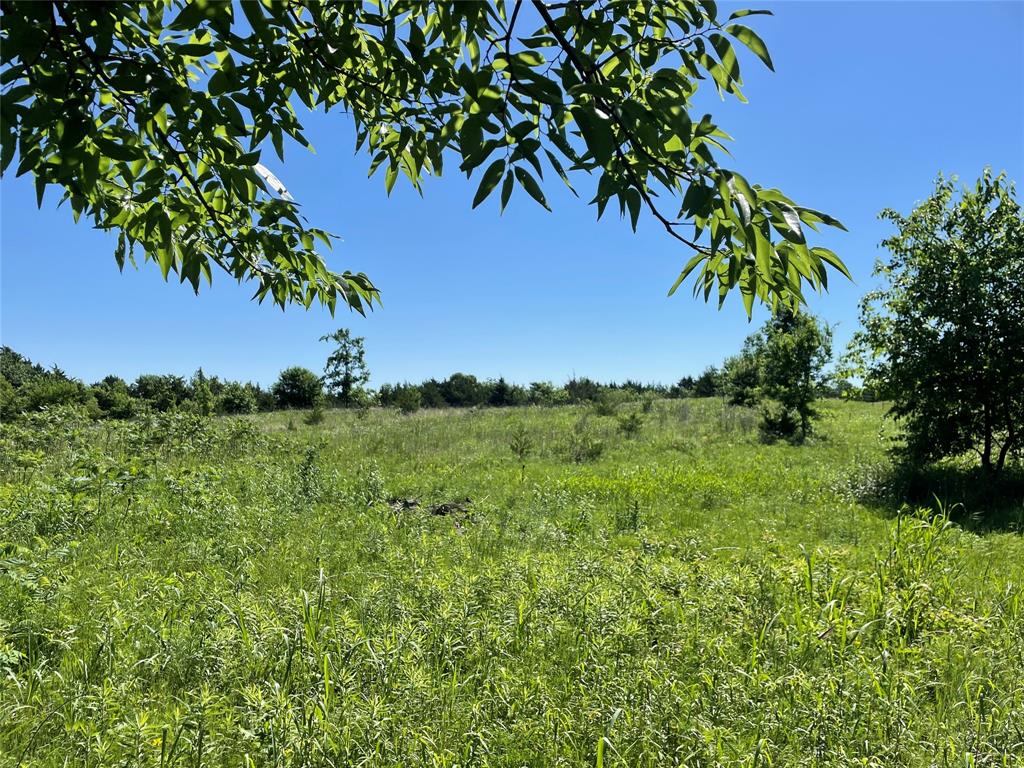 a view of a lush green forest