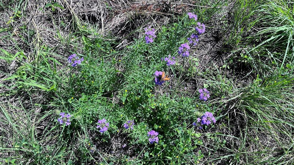 3 Key Road Sherman, TX 75090 - Photo 10 of 20 a view of a flower in a garden