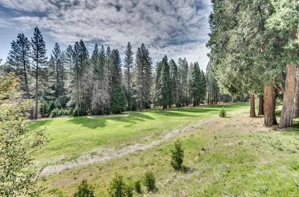 a view of a park with large trees