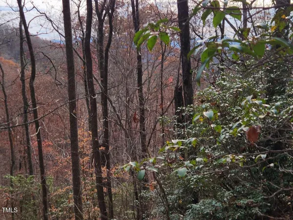 a view of a tree with lots of trees