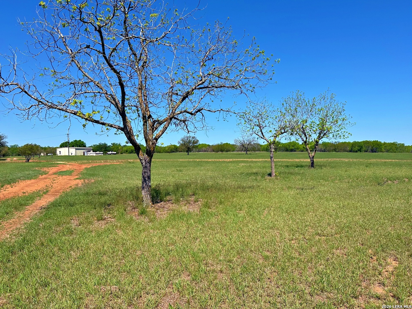 a view of a park with large trees