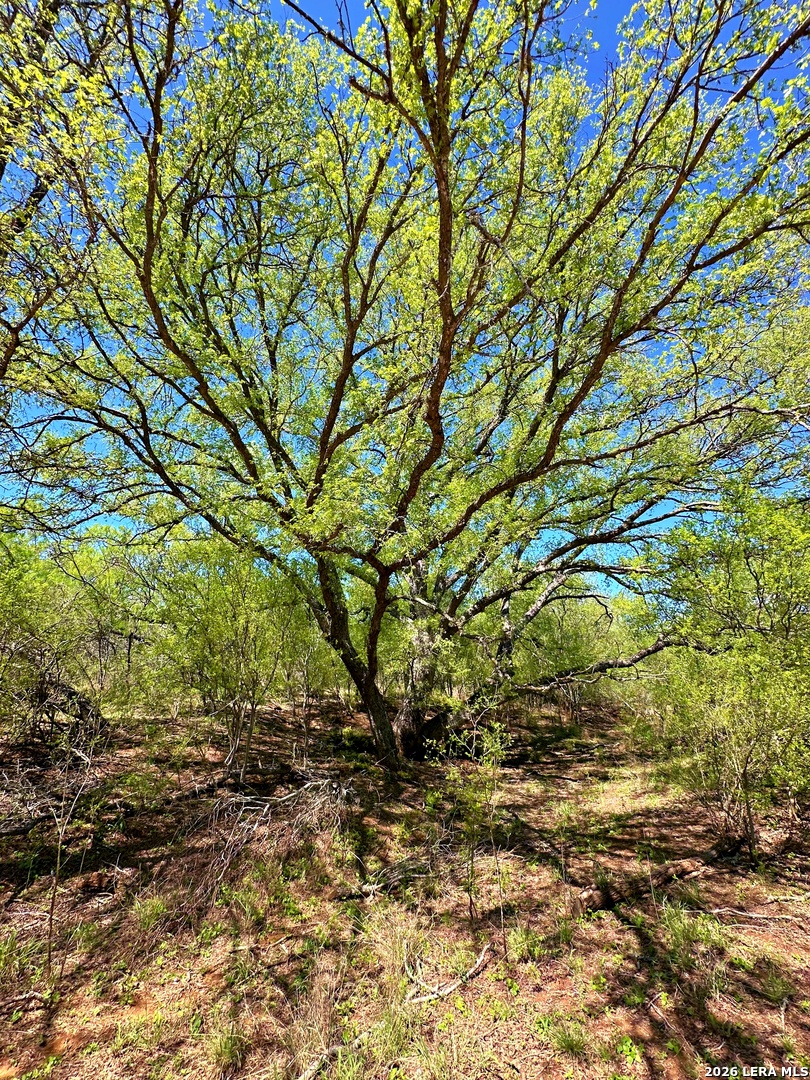 3265 Highway 97 Jourdanton, TX 78026 - Photo 15 of 23 a backyard of a house with a tree