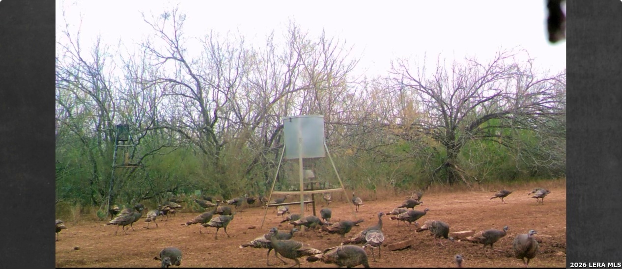 3265 Highway 97 Jourdanton, TX 78026 - Photo 20 of 23 a view of a park with large trees
