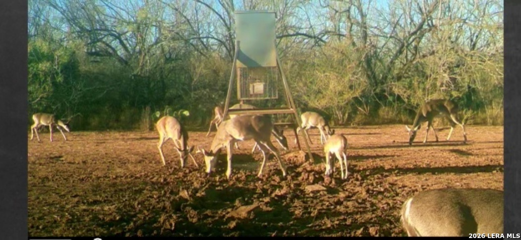3265 Highway 97 Jourdanton, TX 78026 - Photo 21 of 23 a view of a yard with fountain