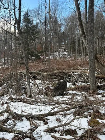 a view of a forest with trees in the background