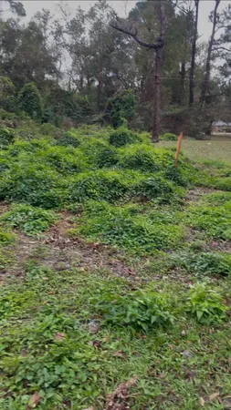 a big yard with lots of green space and deers