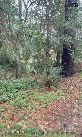 a big yard with lots of green space and plants
