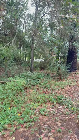 a big yard with lots of green space and deers