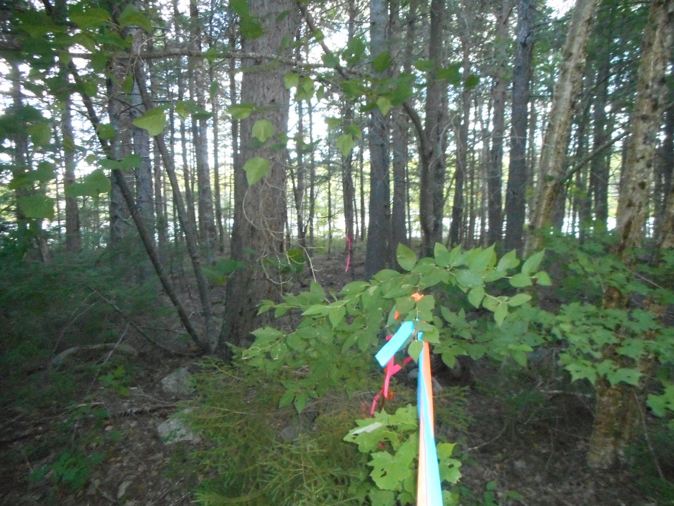 Tbd Trail End Road Lincoln, ME 04457 - Photo 11 of 13 DSCN2591