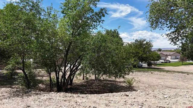 a view of a yard with plants and trees