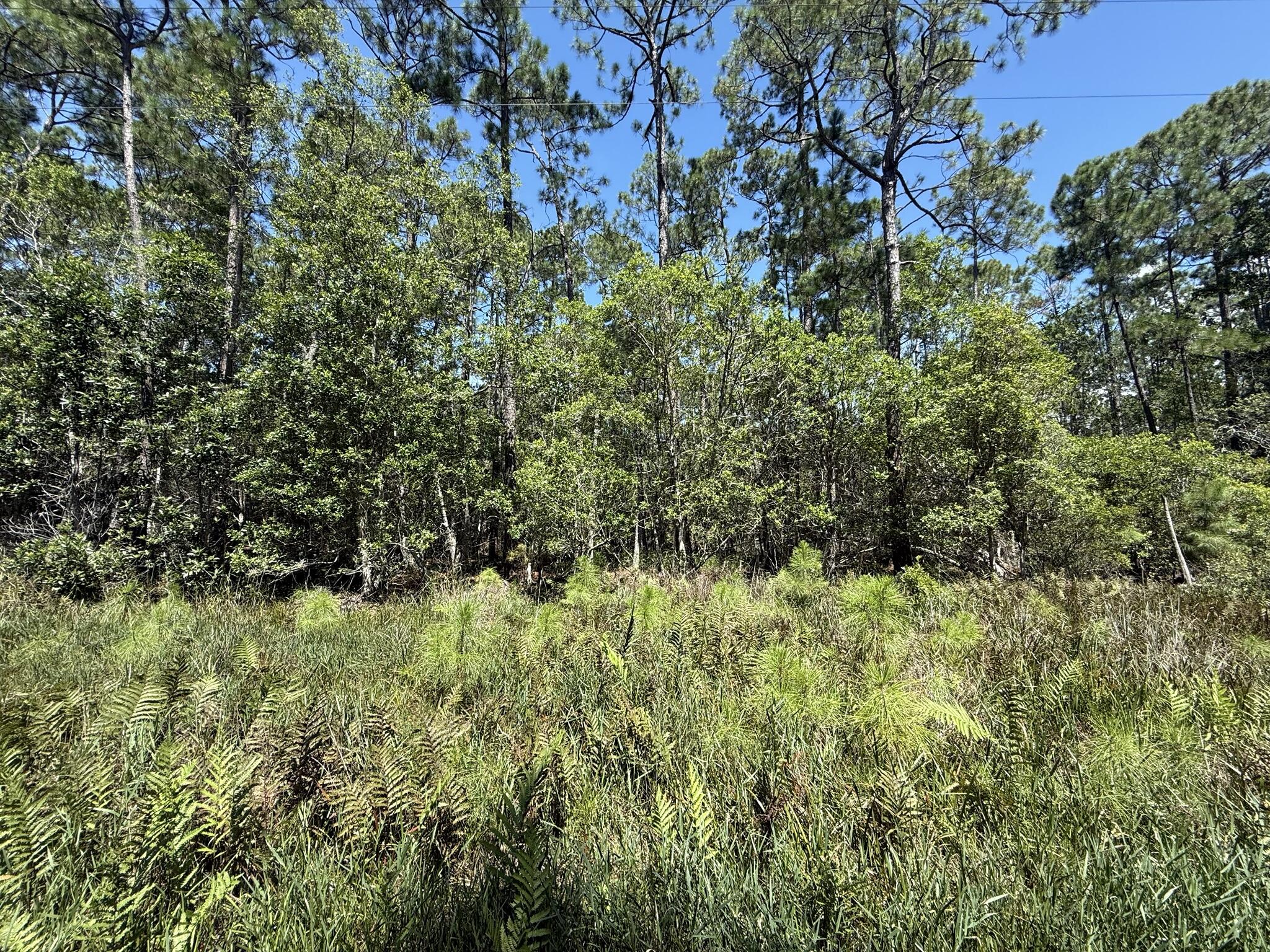 a view of a lush green forest