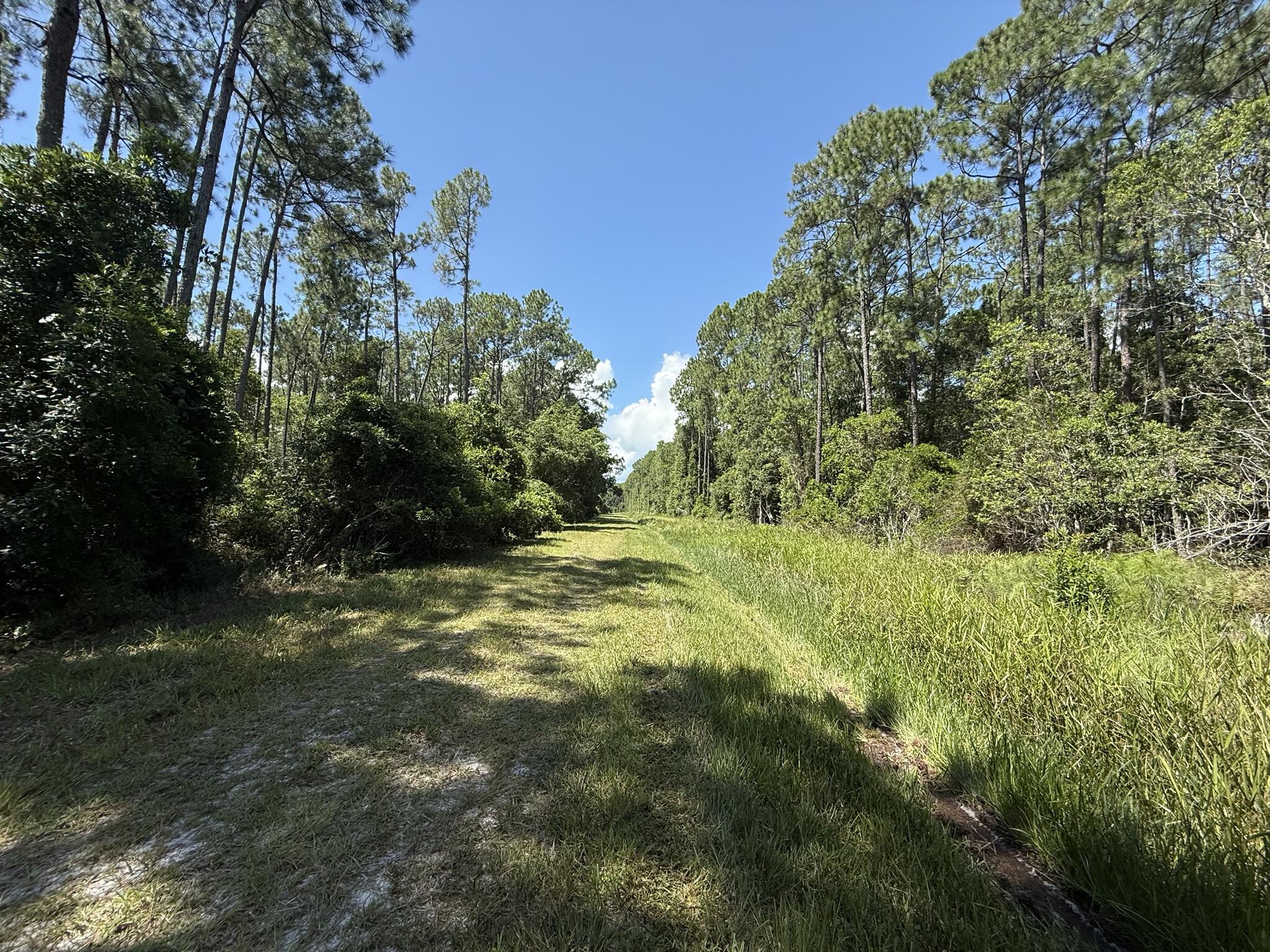210 2nd Street Georgetown, FL 32139 - Photo 3 of 7 a view of outdoor space and trees all around