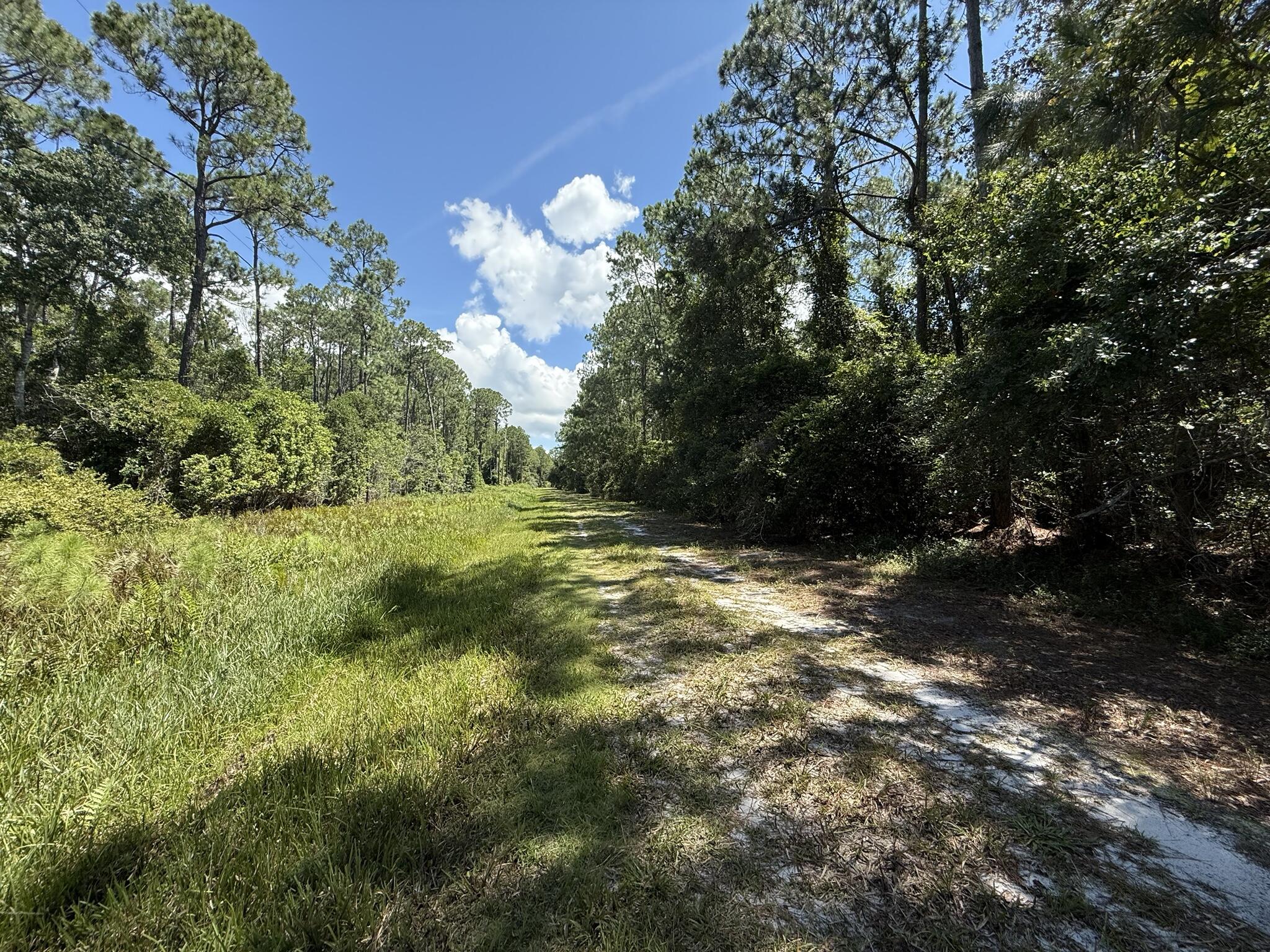 210 2nd Street Georgetown, FL 32139 - Photo 4 of 7 a view of a yard with plants and large trees