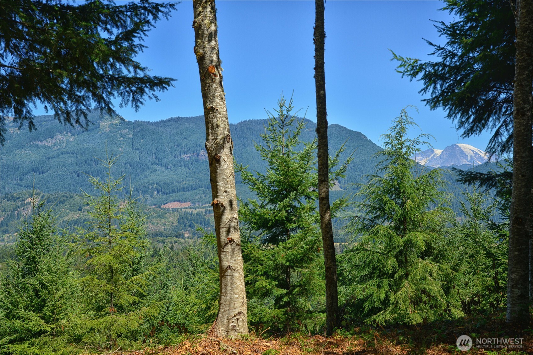 1 Skinner Road Randle, WA 98377 - Photo 13 of 36 a view of a garden