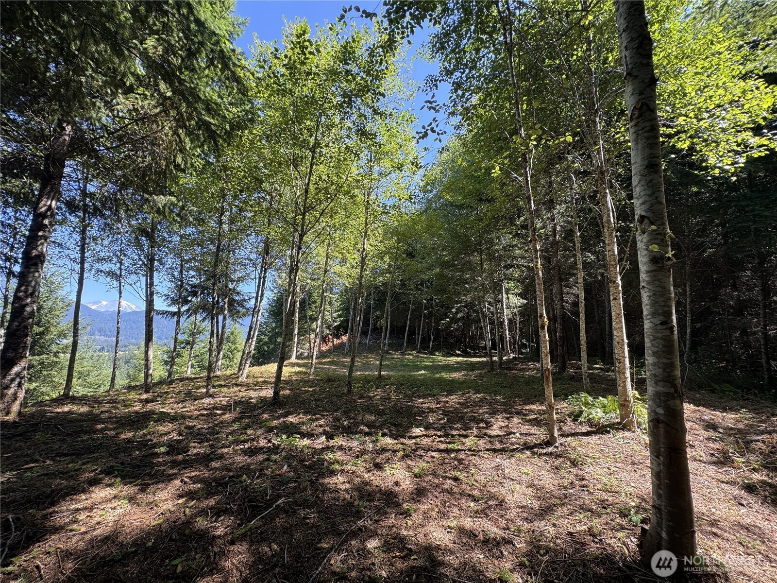 1 Skinner Road Randle, WA 98377 - Photo 14 of 36 a view of backyard with green space