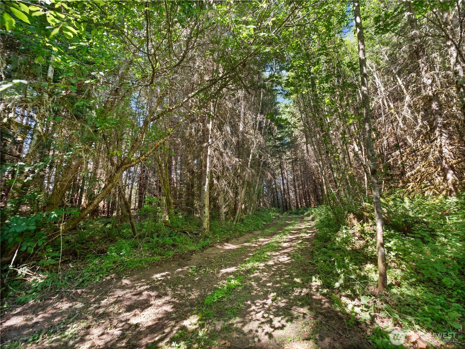 1 Skinner Road Randle, WA 98377 - Photo 17 of 36 a big yard with lots of green space and trees