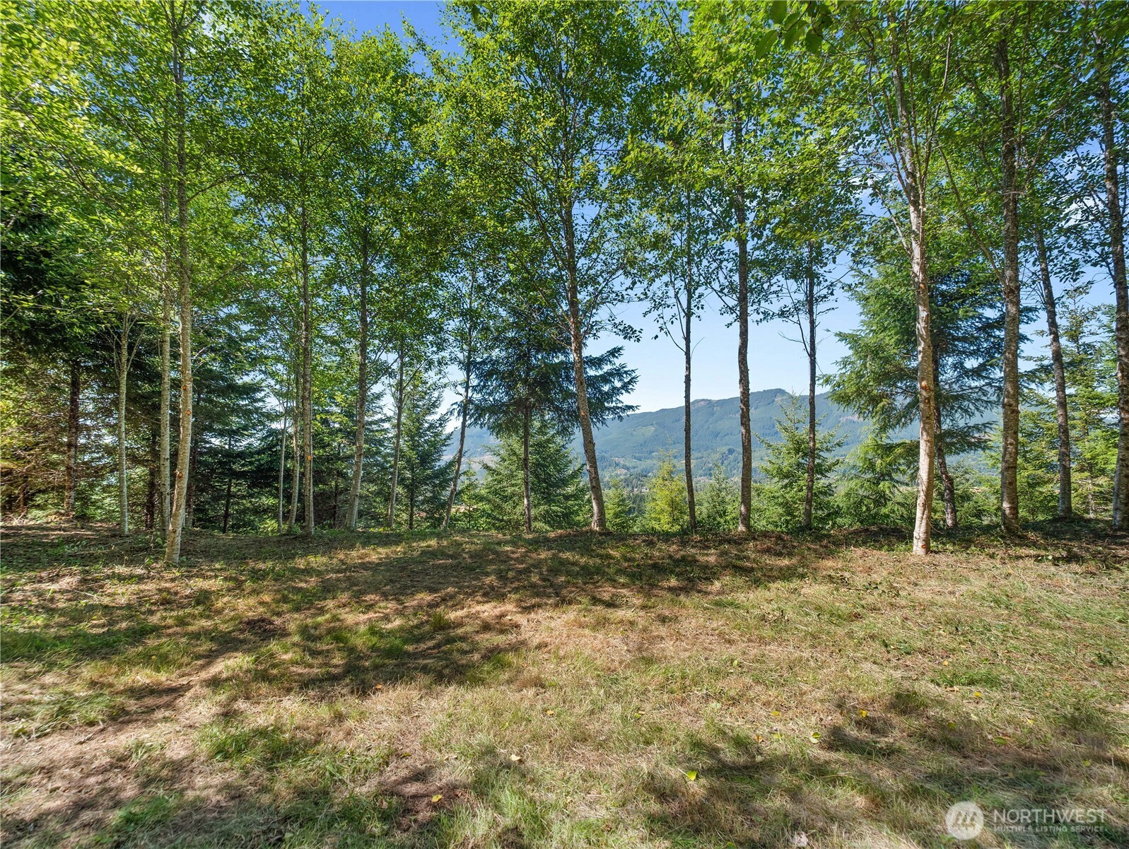 1 Skinner Road Randle, WA 98377 - Photo 29 of 36 a view of a tree in a yard