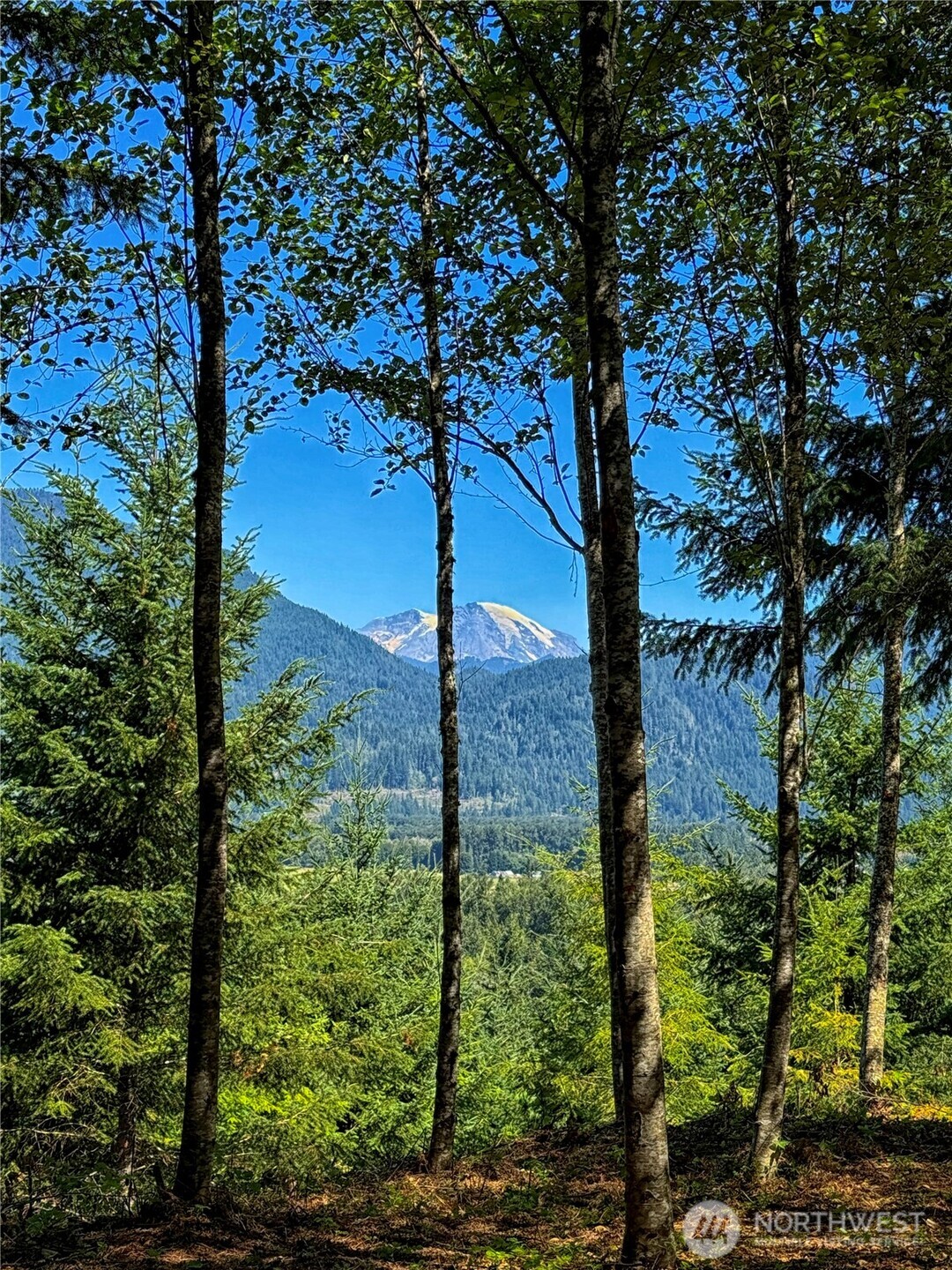 1 Skinner Road Randle, WA 98377 - Photo 3 of 36 a view of a garden