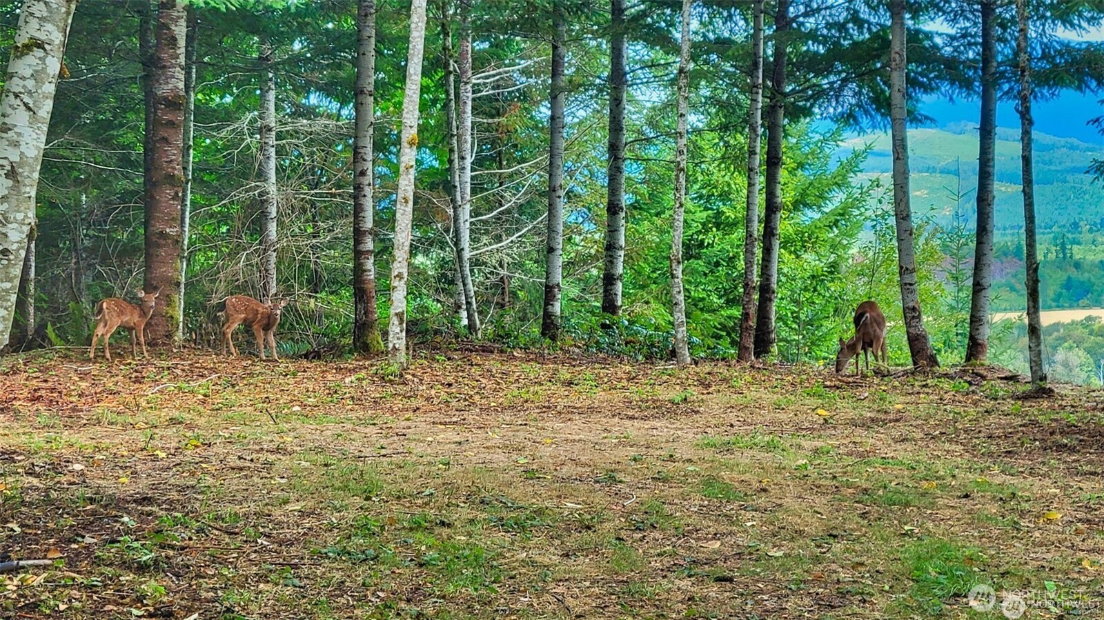 1 Skinner Road Randle, WA 98377 - Photo 31 of 36