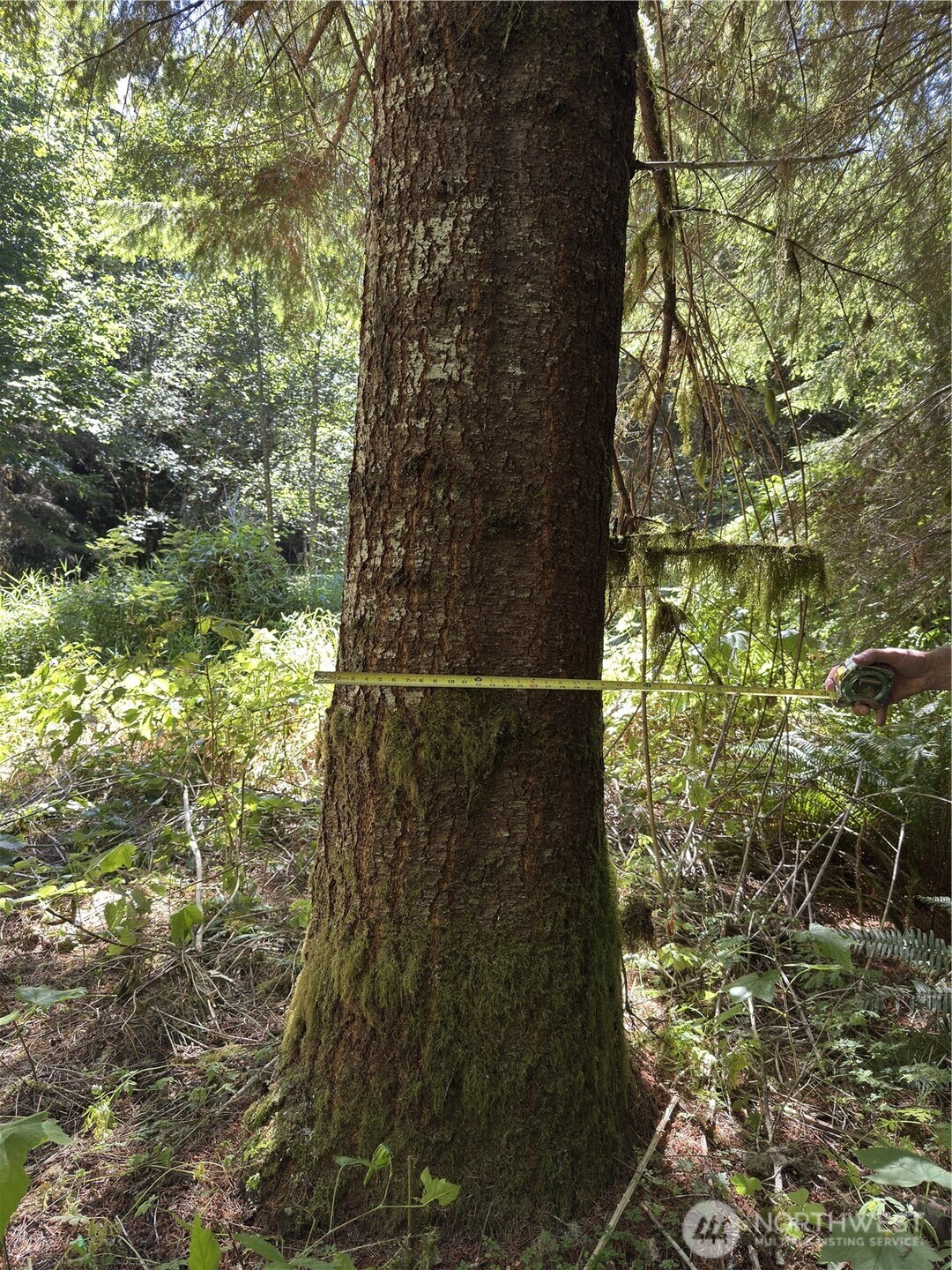 1 Skinner Road Randle, WA 98377 - Photo 4 of 36