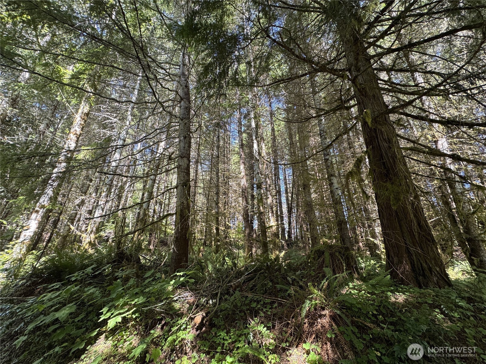 1 Skinner Road Randle, WA 98377 - Photo 5 of 36 a view of forest