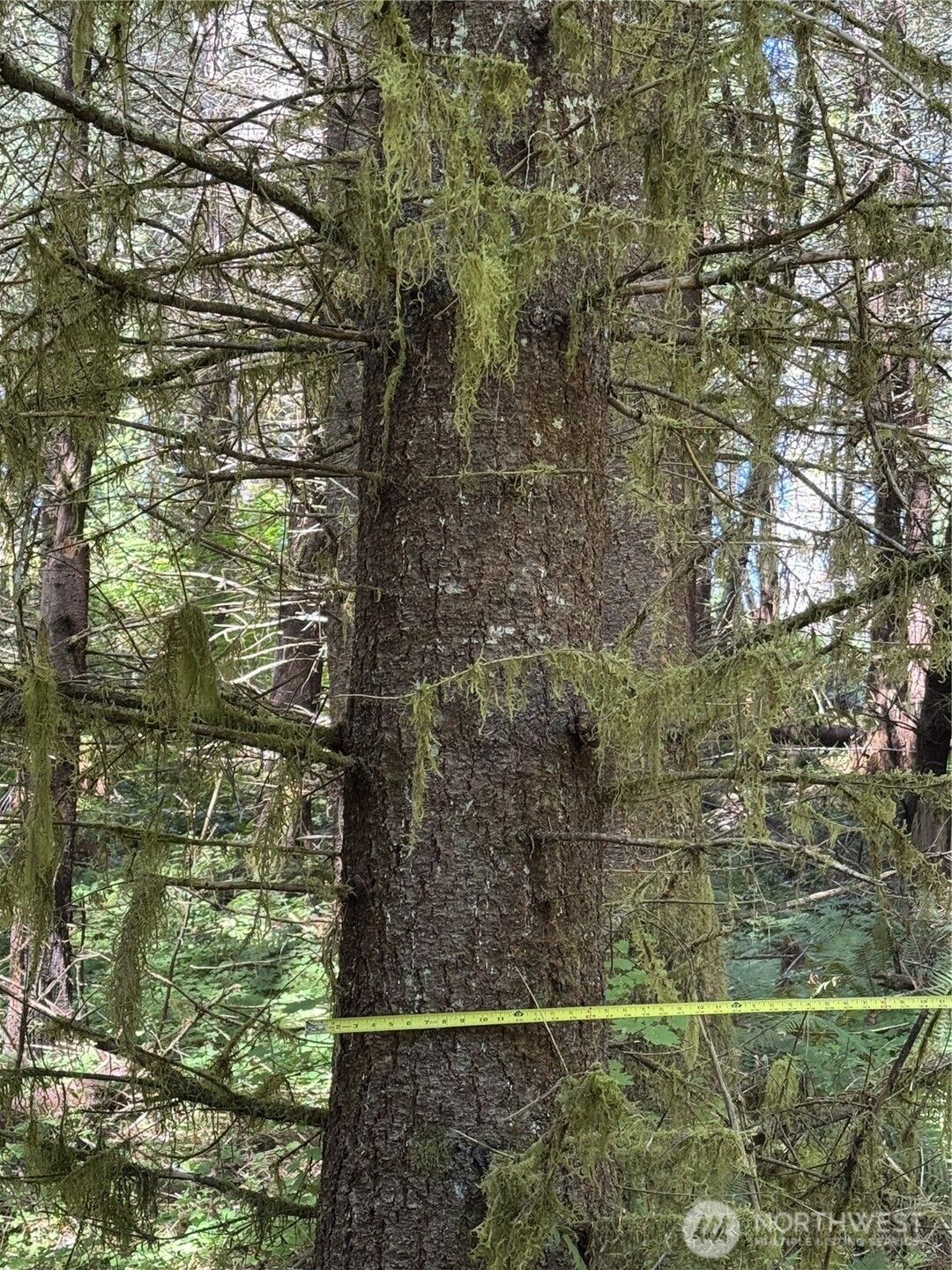 1 Skinner Road Randle, WA 98377 - Photo 10 of 36 a bathroom with a shower