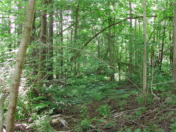 Lot 1 Merriam Road Princeton, MA 01541 - Photo 5 of 6 Gallery Image 5