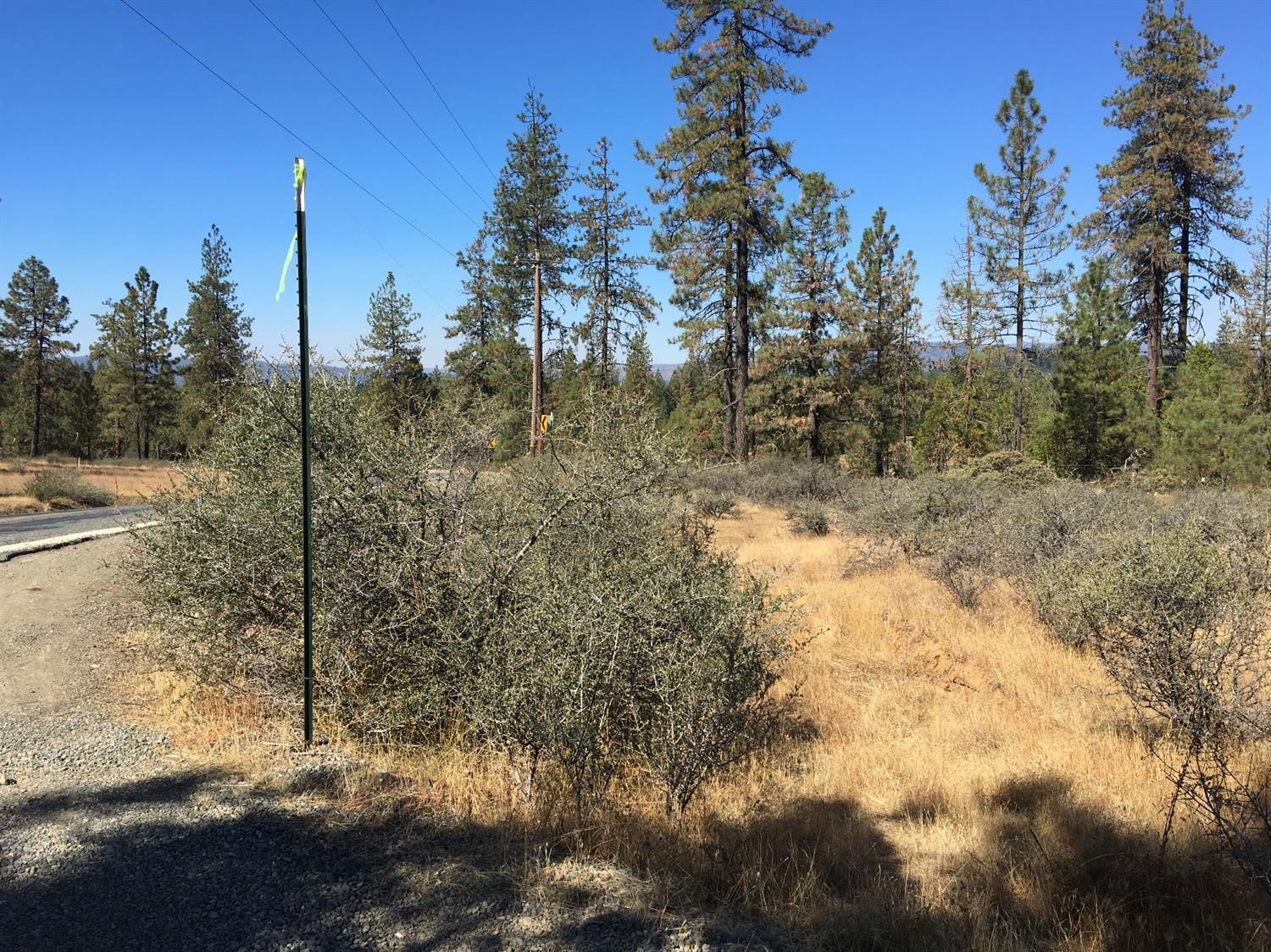 4481 Waldo Road Cave Junction, OR 97523 - Photo 10 of 13 a view of a forest filled with trees