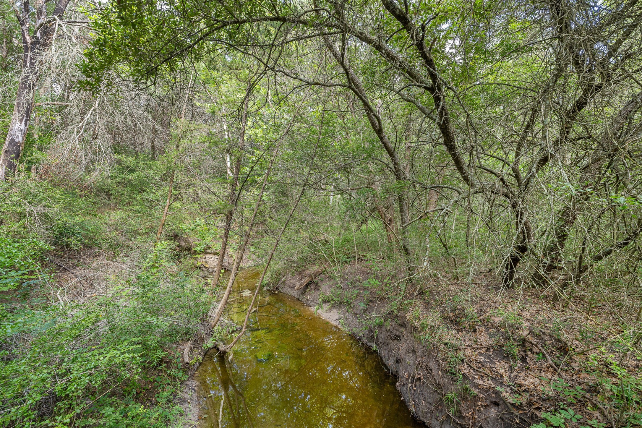 10900 Mayer Cemetery Road Burton, TX 77835 - Photo 8 of 24 a view of a forest with large trees