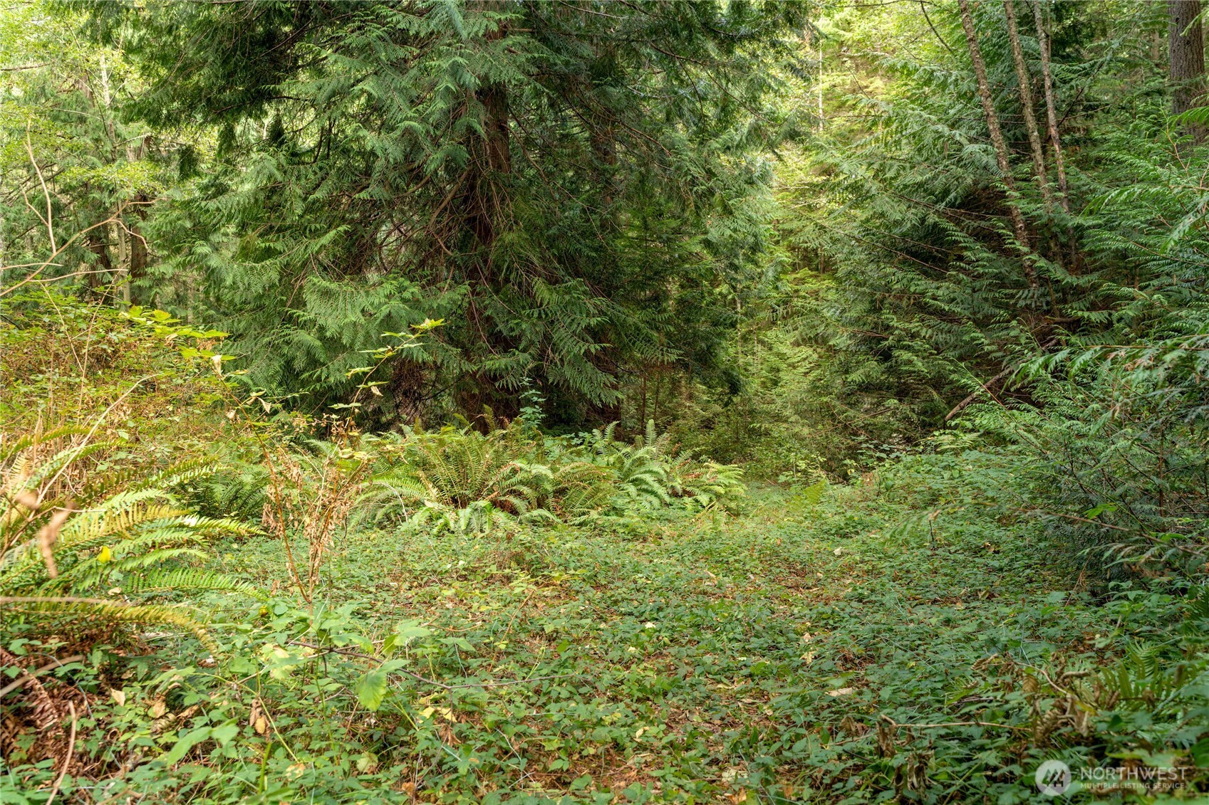 4105 Tartan Way Clinton, WA 98236 - Photo 6 of 18 a view of a lush green forest with large trees