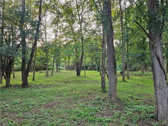 a view of a lush green forest