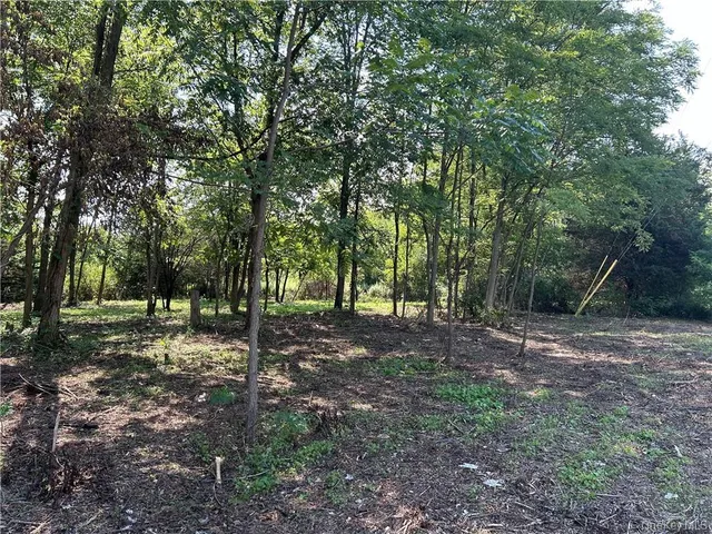 a view of a tree in the middle of a forest