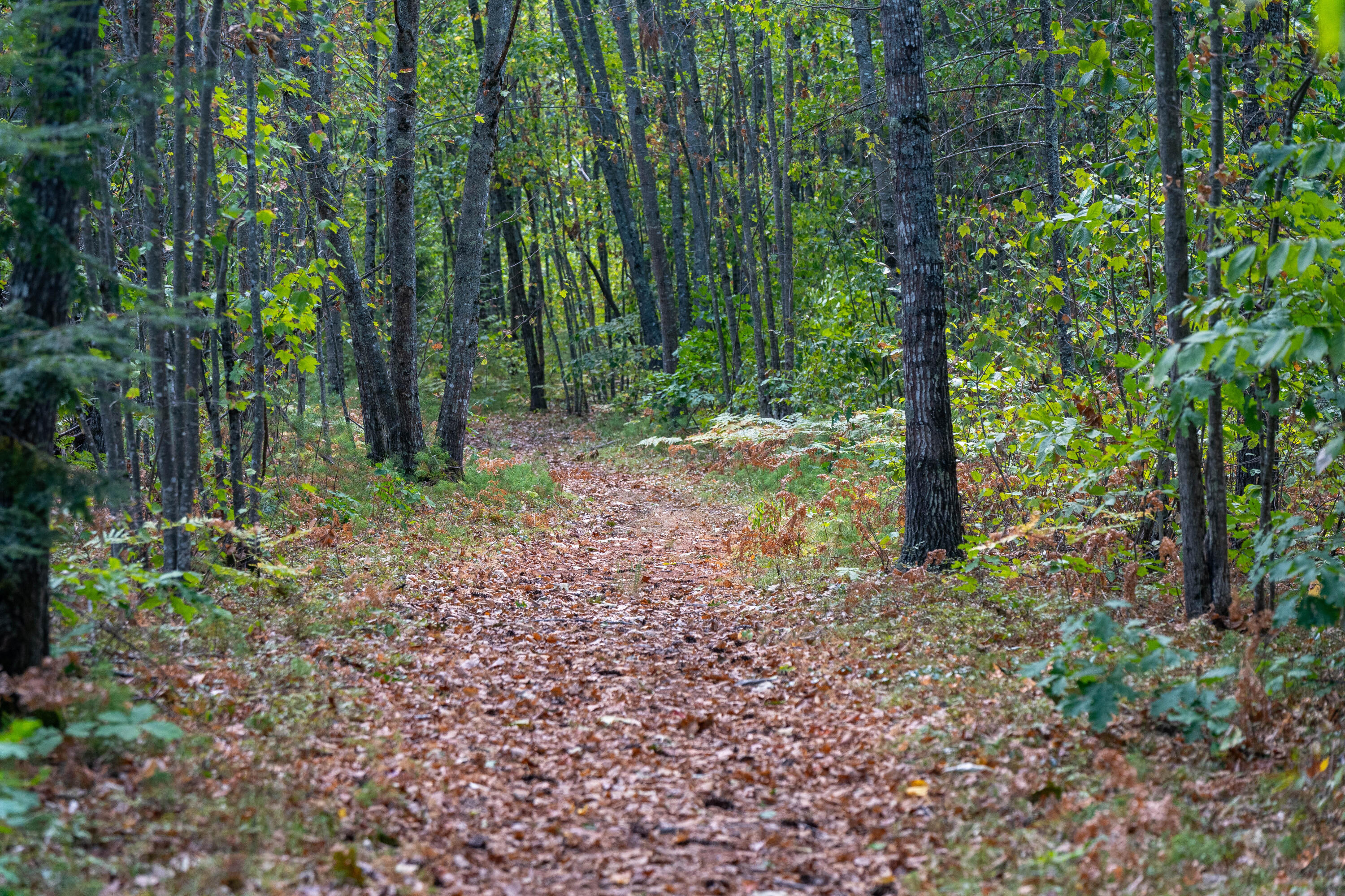 957 Lovell Road Fryeburg, ME 04037 - Photo 14 of 25 Walking Path