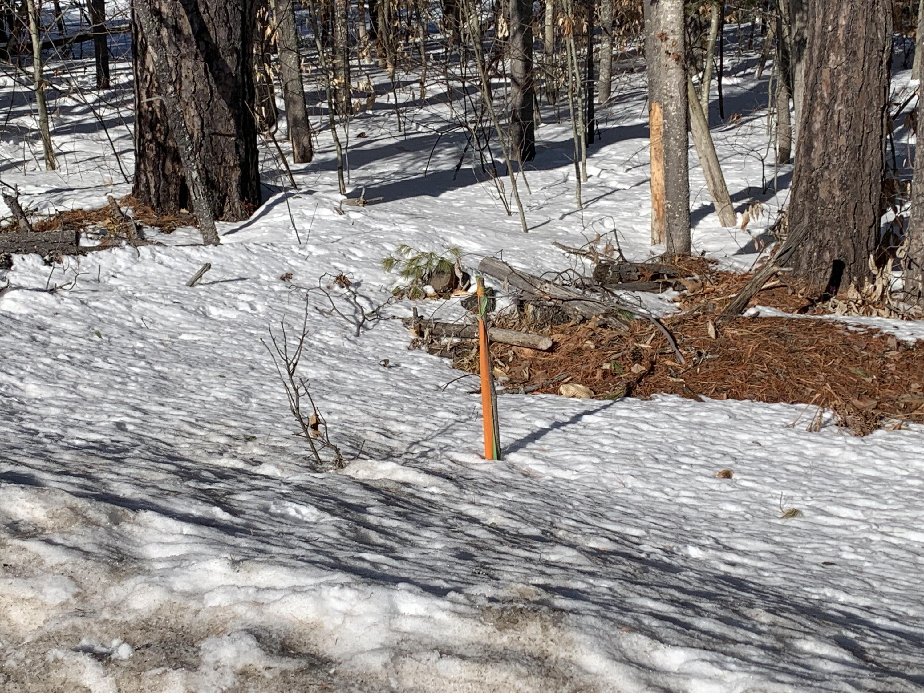 957 Lovell Road Fryeburg, ME 04037 - Photo 16 of 25 Southern Pin on Route 5