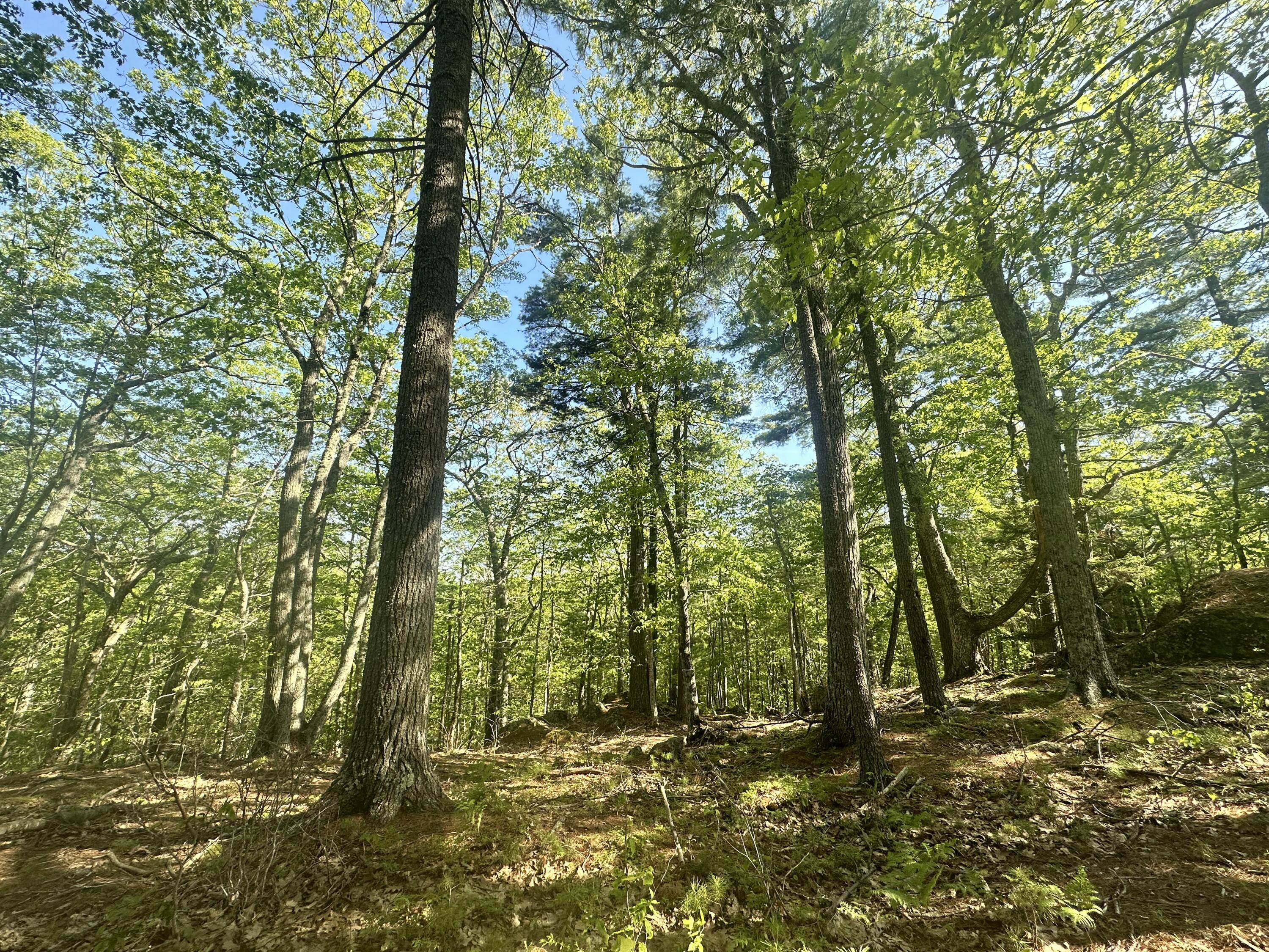 Lot 1 Oak Ridge Lane Camden, ME 04843 - Photo 6 of 27 IMG_3864