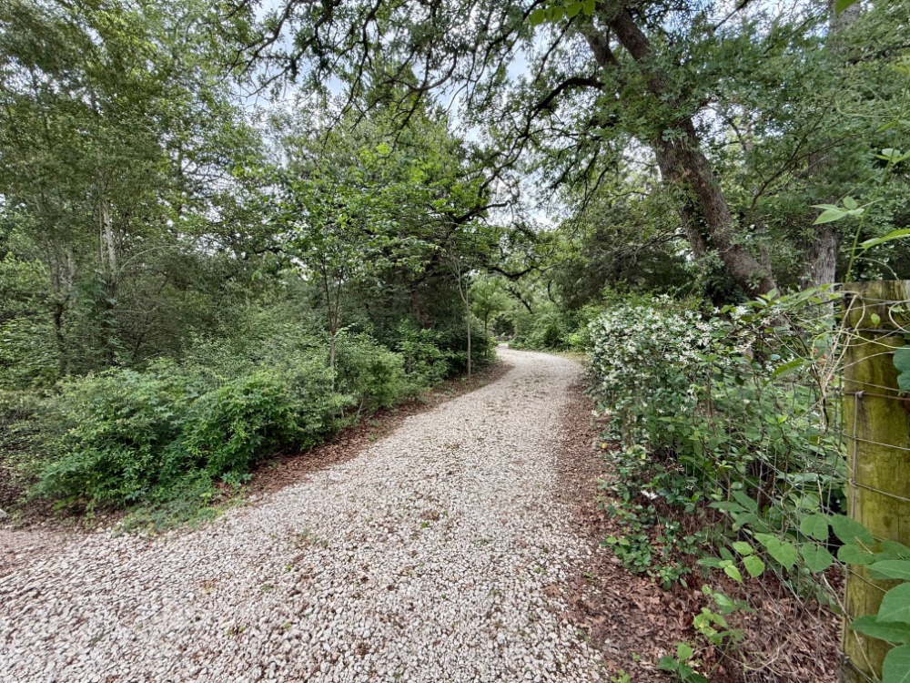 a view of a road with plants and trees