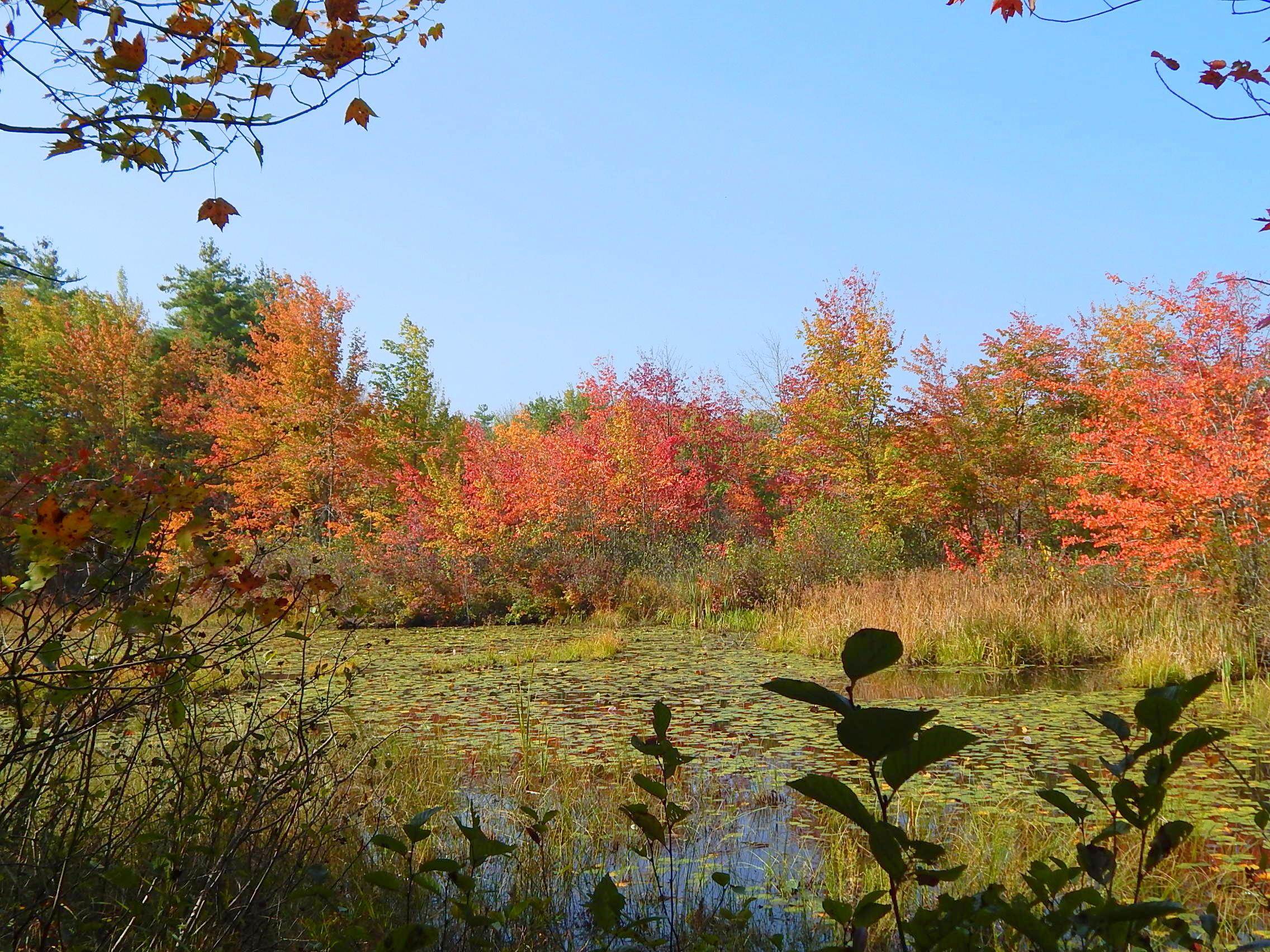 477 Province Road Strafford, NH 03884 - Photo 3 of 40 Gallery Image 3
