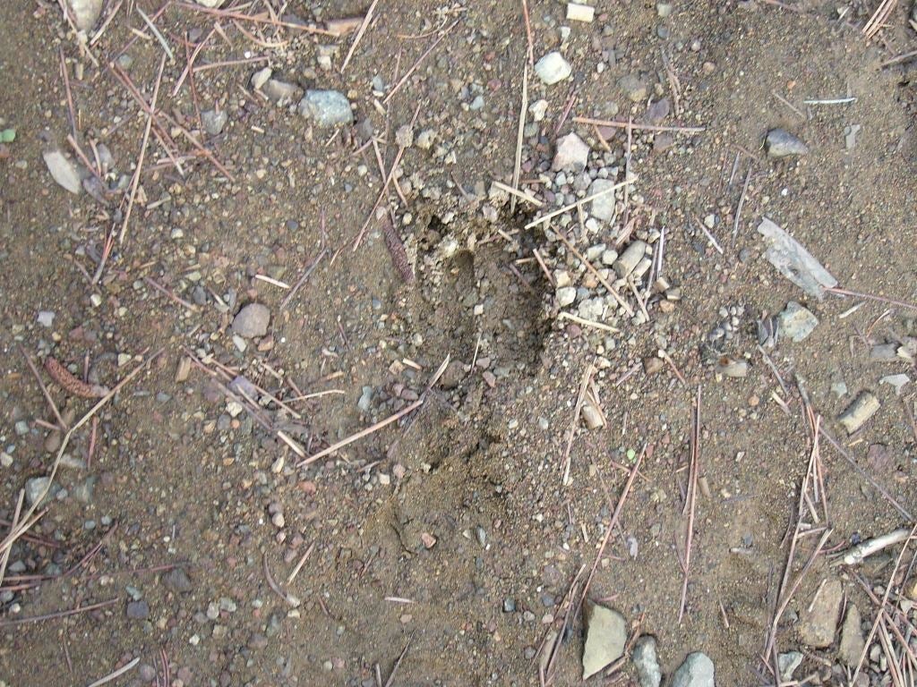159.4 Acres Ridge Road Yreka, CA 96097 - Photo 19 of 23 Gallery Image 19