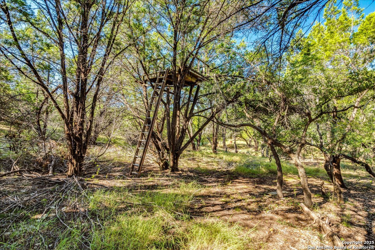 530 Stallion Estates Drive Spring Branch, TX 78070 - Photo 13 of 26 a view of yard with trees