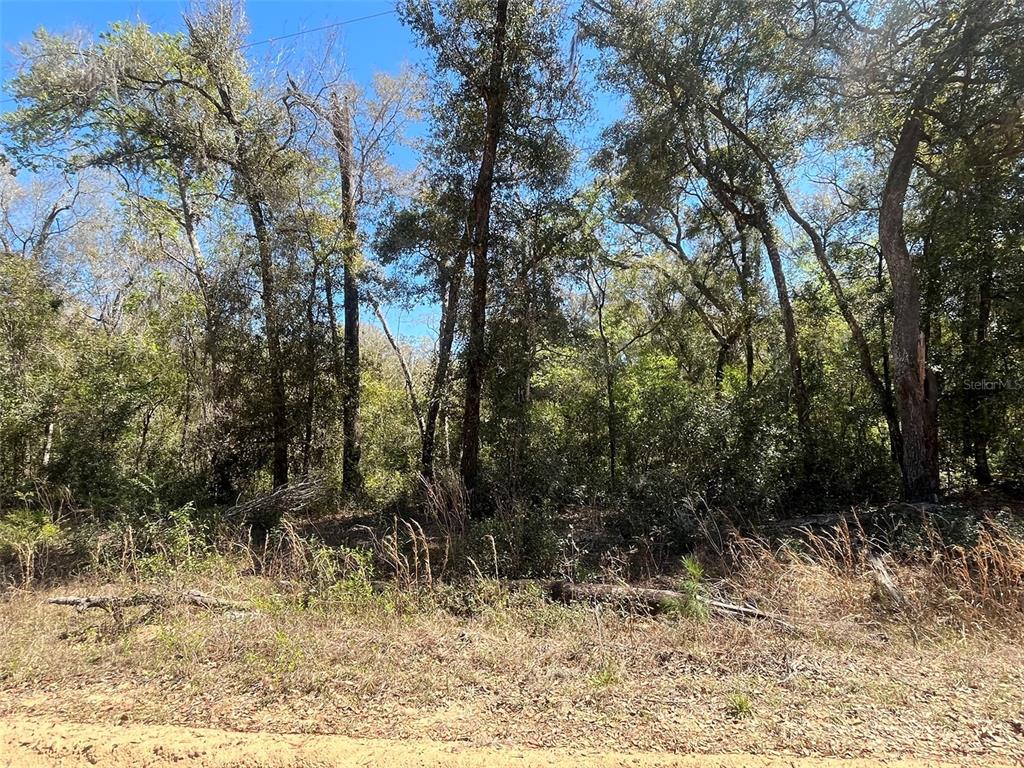 a view of backyard with green space