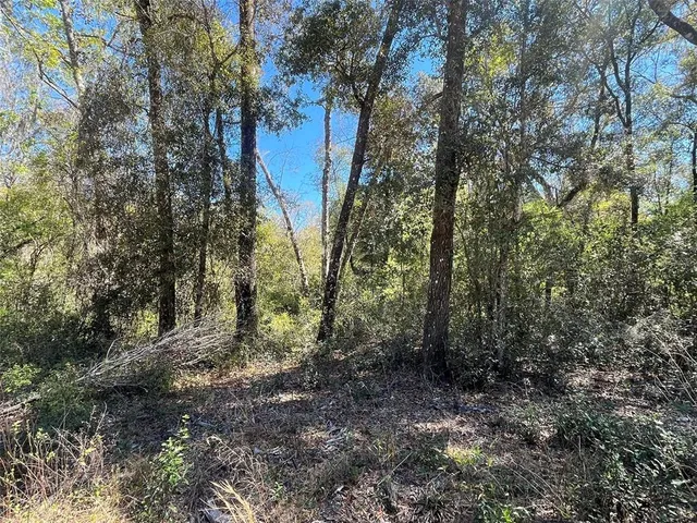 a view of a forest with trees in front of it