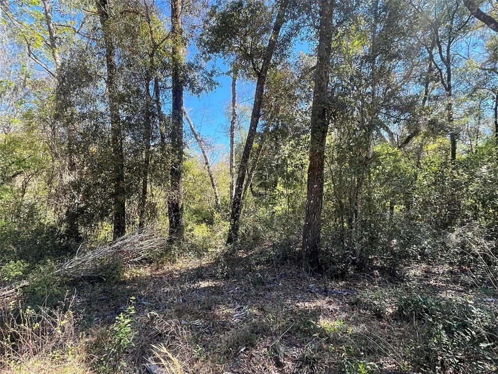 Walker Interlachen, FL 32148 - Photo 2 of 15 a view of a forest with trees in front of it